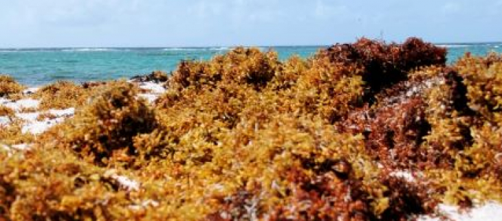 Sargasses echouées sur le plage - Capesterre - Marie Galante Sargasses echouées sur le plage - Capesterre - Marie Galante